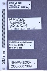 Etiketten zu Agriotes syriacus (Platia & Gudenzi, 1997) (NHMW-ZOO-COL-0007309)